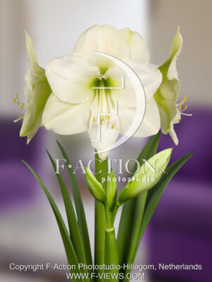 botanic stock photo Hippeastrum