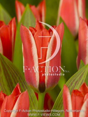 botanic stock photo Tulipa