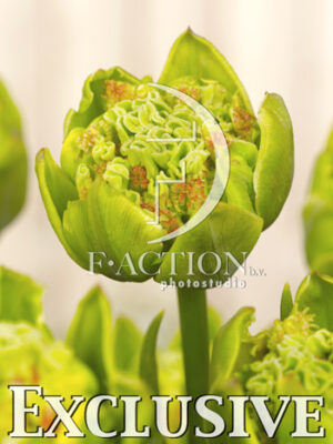 botanic stock photo Tulipa