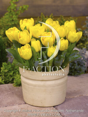 botanic stock photo Tulipa