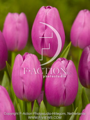 botanic stock photo Tulipa