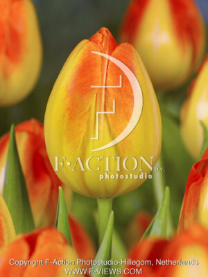 botanic stock photo Tulipa