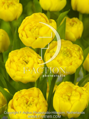 botanic stock photo Tulipa