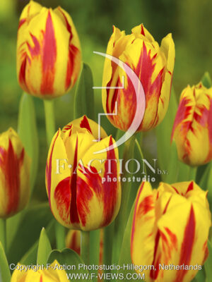 botanic stock photo Tulipa