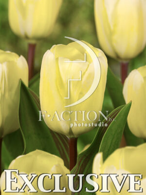 botanic stock photo Tulipa