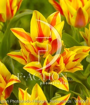botanic stock photo Tulipa