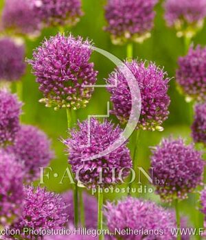 botanic stock photo Allium