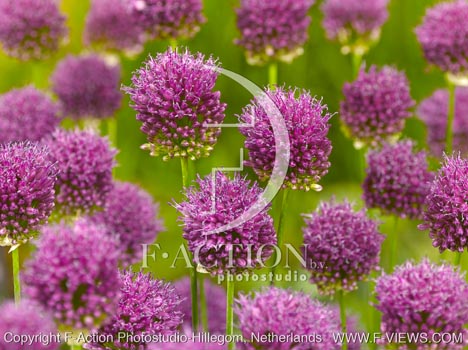 botanic stock photo Allium