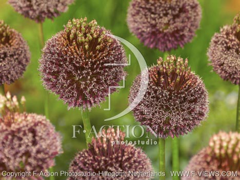 botanic stock photo Allium