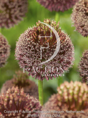 botanic stock photo Allium