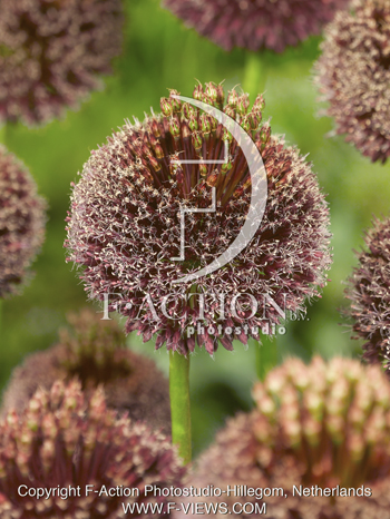botanic stock photo Allium