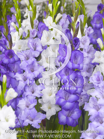 botanic stock photo Gladiolus