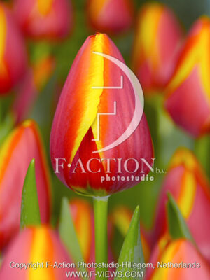 botanic stock photo Tulipa