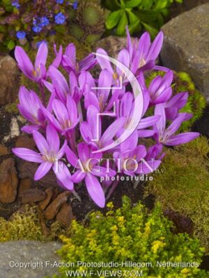 botanic stock photo Colchicum