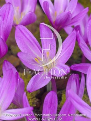 botanic stock photo Colchicum