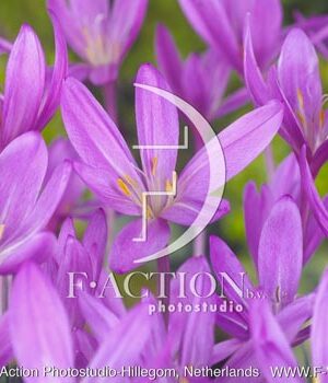 botanic stock photo Colchicum