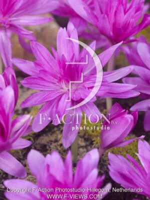 botanic stock photo Colchicum