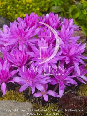 botanic stock photo Colchicum