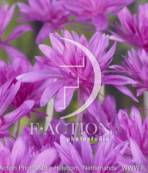 botanic stock photo Colchicum