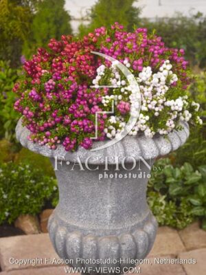 botanic stock photo Gaultheria