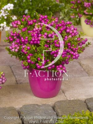 botanic stock photo Gaultheria