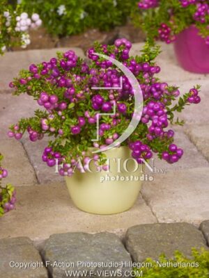 botanic stock photo Gaultheria