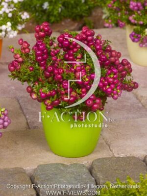 botanic stock photo Gaultheria
