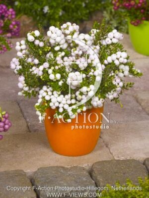 botanic stock photo Gaultheria