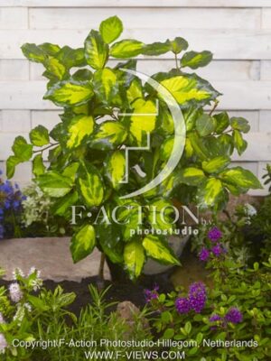 botanic stock photo Elaeagnus
