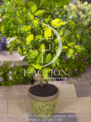 botanic stock photo Elaeagnus