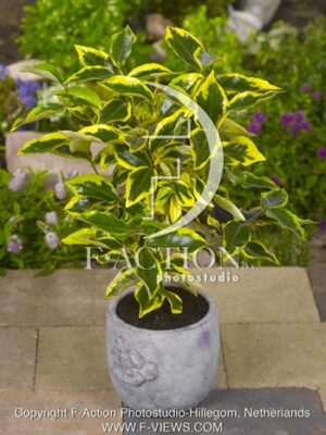 botanic stock photo Elaeagnus