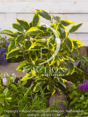 botanic stock photo Elaeagnus