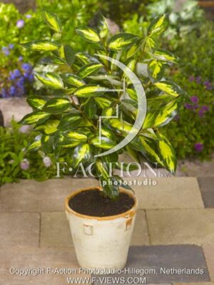botanic stock photo Elaeagnus