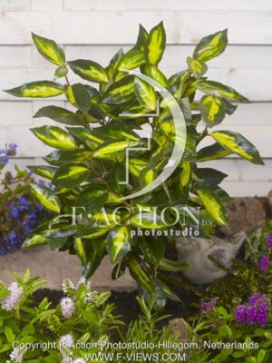 botanic stock photo Elaeagnus