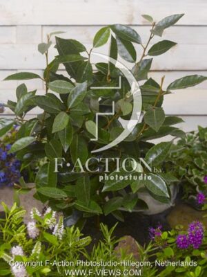 botanic stock photo Elaeagnus