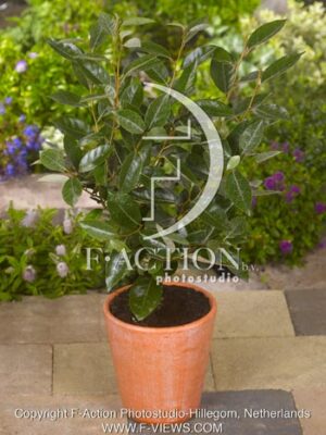 botanic stock photo Elaeagnus