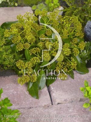 botanic stock photo Hedera