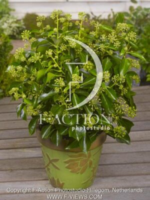 botanic stock photo Hedera