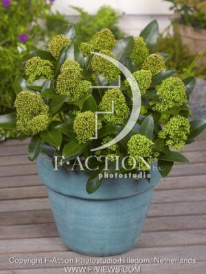 botanic stock photo Skimmia