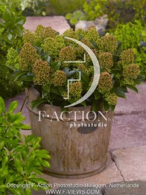 botanic stock photo Skimmia