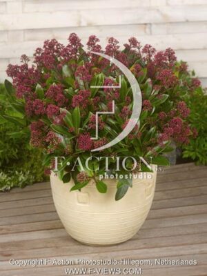 botanic stock photo Skimmia