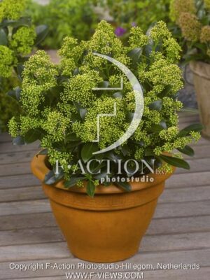 botanic stock photo Skimmia