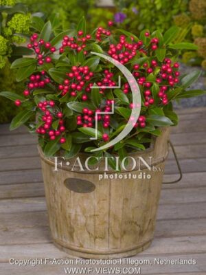 botanic stock photo Skimmia