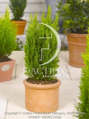 botanic stock photo Chamaecyparis