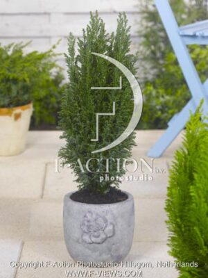botanic stock photo Chamaecyparis
