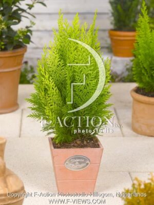botanic stock photo Chamaecyparis
