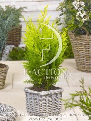 botanic stock photo Chamaecyparis