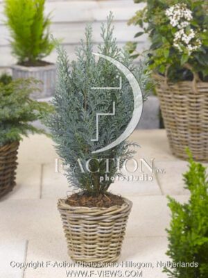 botanic stock photo Chamaecyparis