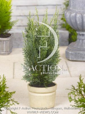 botanic stock photo Chamaecyparis