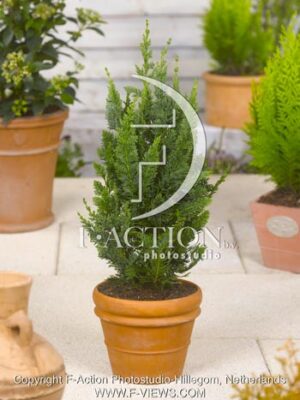 botanic stock photo Chamaecyparis